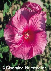 Hibiscus 'Fantasia'